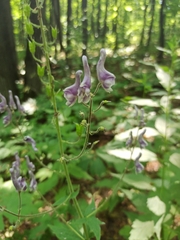 Aconitum septentrionale