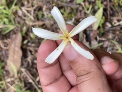 Plumeria krugii