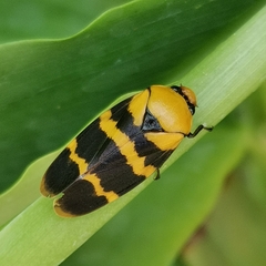 Phymatostetha semele