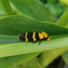 Phymatostetha semele