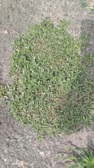 Portulaca oleracea