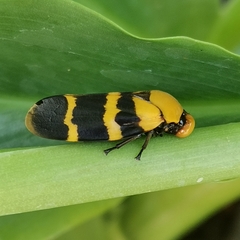 Phymatostetha semele