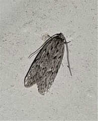 Acantholena siccella