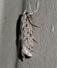 Acantholena siccella