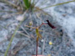 Drakaea thynniphila
