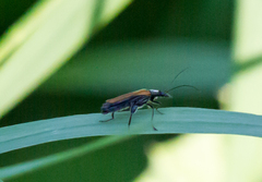 Oedemera femorata
