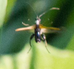 Oedemera femorata