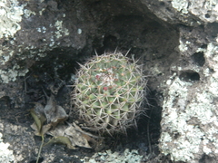 Mammillaria polythele