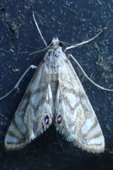 Neocataclysta magnificalis