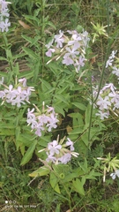 Saponaria officinalis