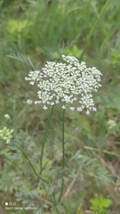 Daucus carota