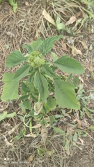 Amaranthus retroflexus