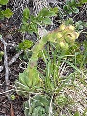 Sempervivum wulfenii