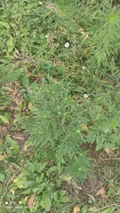 Ambrosia artemisiifolia