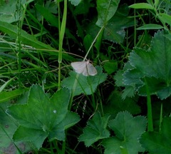 Psammotis pulveralis