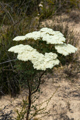 Verticordia capillaris