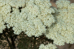 Verticordia capillaris