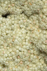Verticordia capillaris