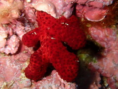 Alcyonium acaule