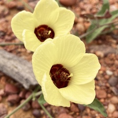 Pavonia cancellata