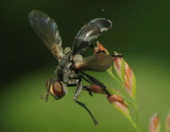 Cylindromyia propusilla