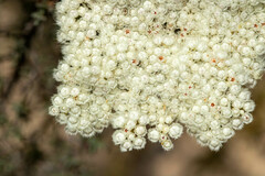 Verticordia capillaris