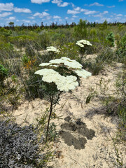 Verticordia capillaris