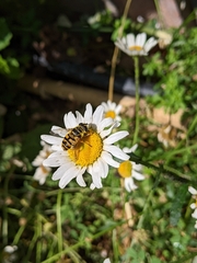 Myathropa florea