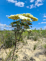 Verticordia capillaris