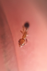 Cardiocondyla minutior
