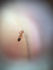 Cardiocondyla minutior