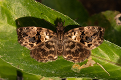 Gorgythion begga begga