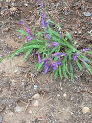 Penstemon gracilentus
