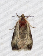 Olethreutes punctanum