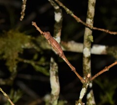 Chamaeleonidae