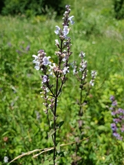 Nepeta nuda
