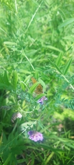 Boloria selene
