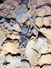 Ischnothele annulata