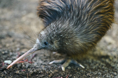 North Island Brown Kiwi photo 2
