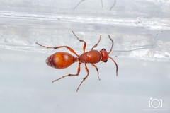 Dasymutilla arenerronea