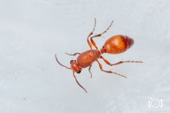 Dasymutilla arenerronea