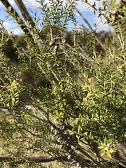 Melaleuca acuminata