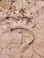 Ursus arctos collaris