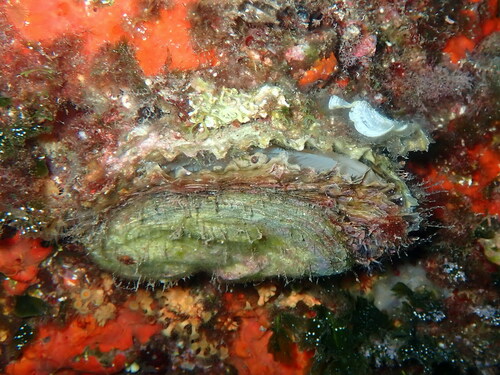 European Flat Oyster