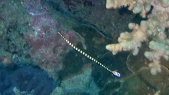 Dunckerocampus dactyliophorus