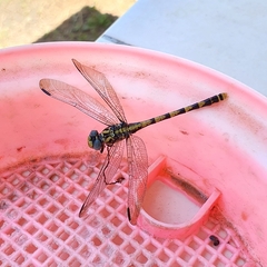 Onychogomphus uncatus