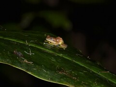 Heterixalus punctatus