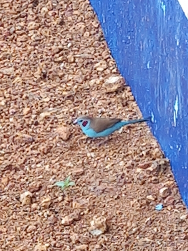 Red-cheeked Cordonbleu