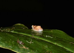 Heterixalus punctatus