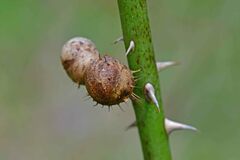 Lasioptera rubi